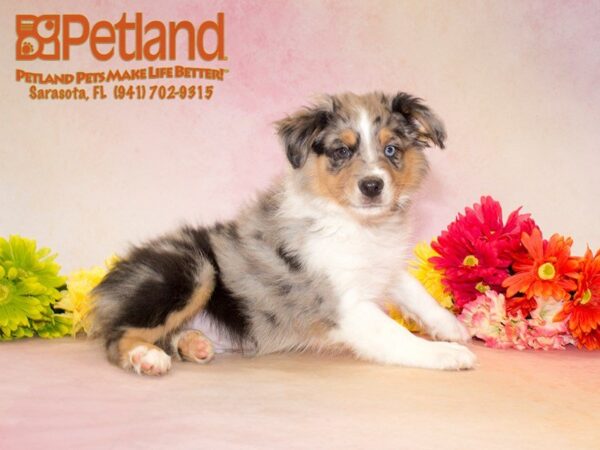 Australian Shepherd — adopted from Dreamtails