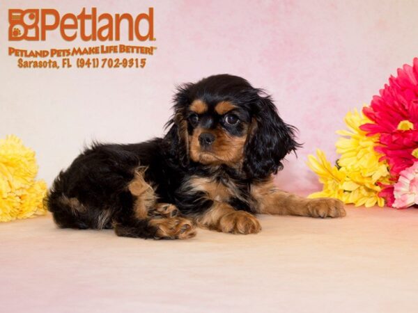 Cavalier King Charles — adopted from Dreamtails