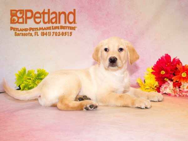 Labrador Retriever — adopted from Dreamtails