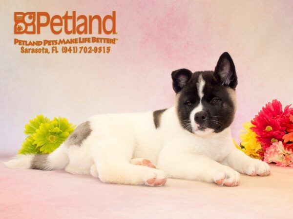 Akita — adopted from Dreamtails