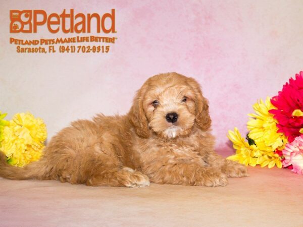 Mini Goldendoodle — adopted from Dreamtails