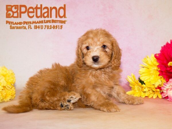 Mini Goldendoodle — adopted from Dreamtails