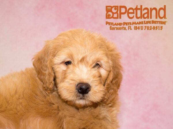 Mini Goldendoodle — adopted from Dreamtails