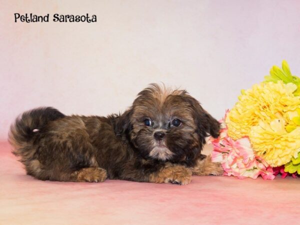 Dream Tails Sarasota Pet Store Puppies for sale, Dog Breeds Info