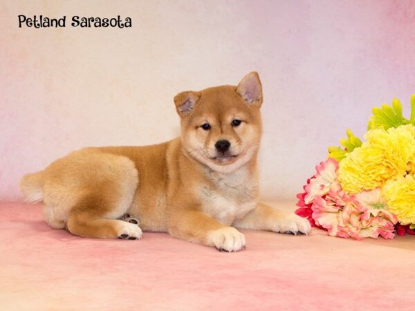 Shiba Inu — adopted from Dreamtails