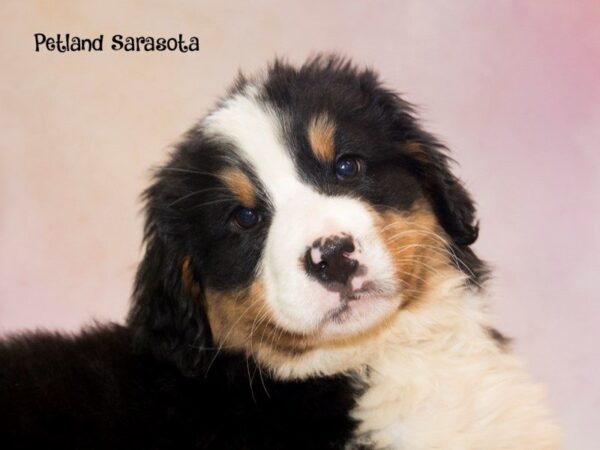 Bernese Mountain Dog — adopted from Dreamtails