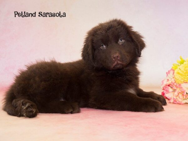 Newfoundland — adopted from Dreamtails