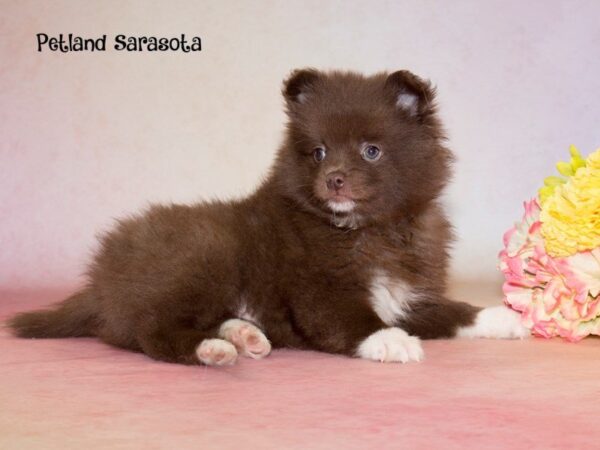 Dream Tails Sarasota Pet Store Puppies for sale, Dog Breeds Info