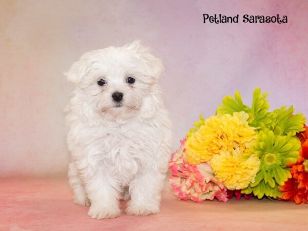 Maltese — adopted from Dreamtails