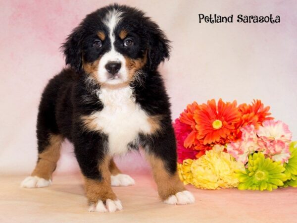 Bernese Mnt. Dog — adopted from Dreamtails