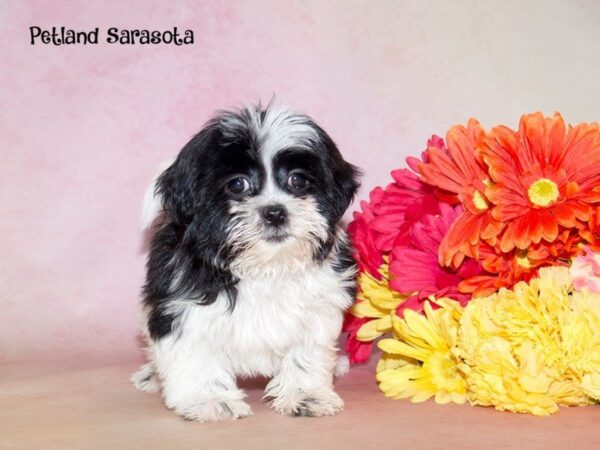 Shih Tzu — adopted from Dreamtails