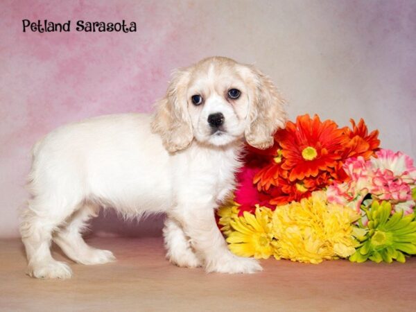 Cocker Spaniel — adopted from Dreamtails