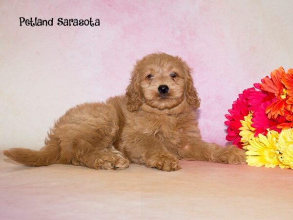 Mini Goldendoodle — adopted from Dreamtails