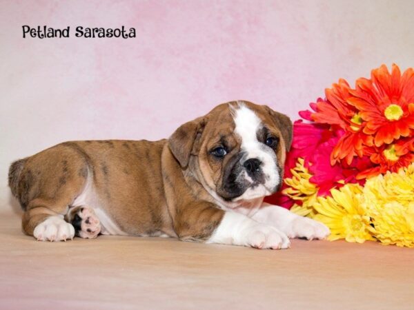 Victorian Bulldoge — adopted from Dreamtails