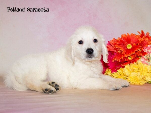 Golden Retriever — adopted from Dreamtails
