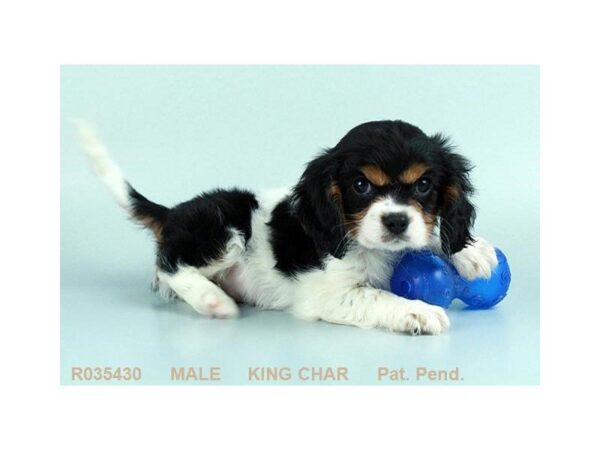 Cavalier King Charles — adopted from Dreamtails