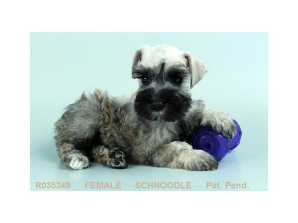 Schnoodle — adopted from Dreamtails