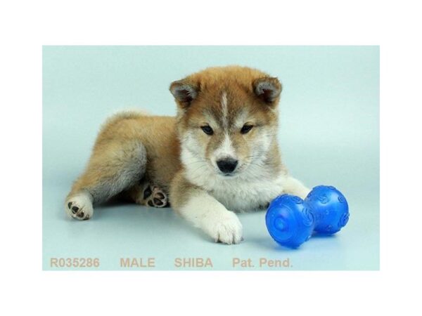Shiba Inu — adopted from Dreamtails