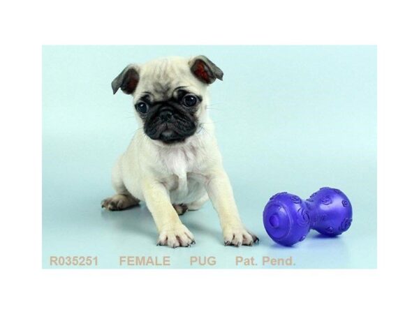 Pug — adopted from Dreamtails