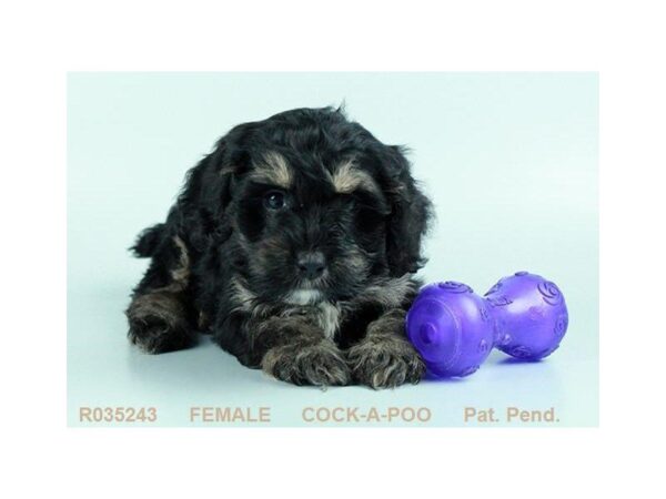 Cock-A-Poo — adopted from Dreamtails