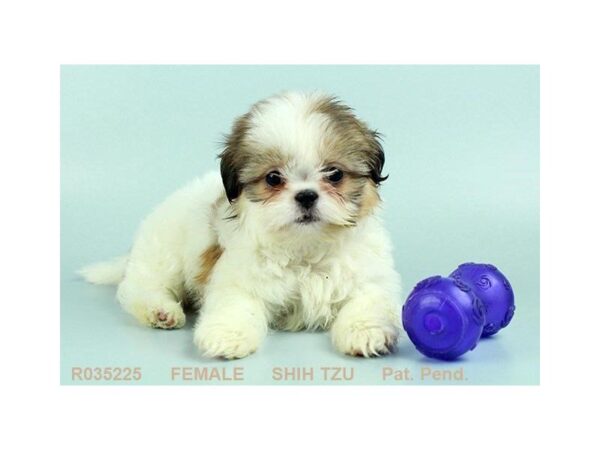 Shih Tzu — adopted from Dreamtails