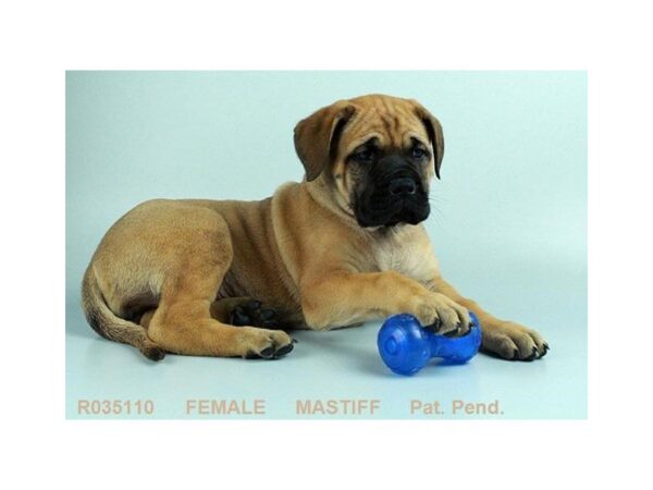 English Mastiff — adopted from Dreamtails