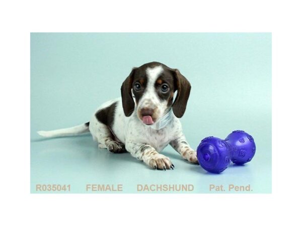 Dachshund — adopted from Dreamtails