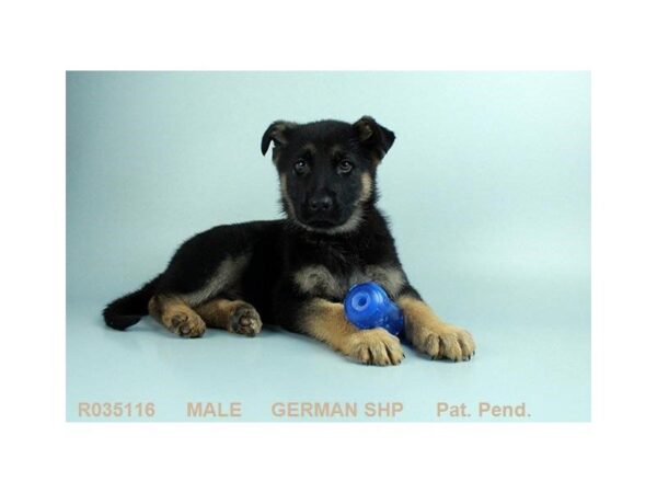 German Shepherd Dog — adopted from Dreamtails