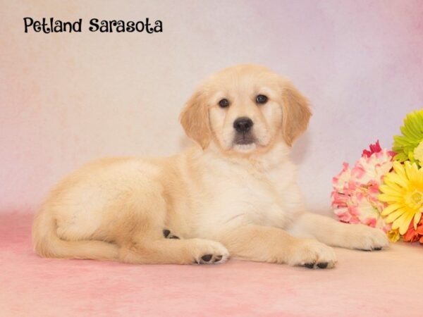 Golden Retriever — adopted from Dreamtails