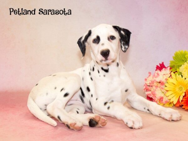 Dalmatian — adopted from Dreamtails