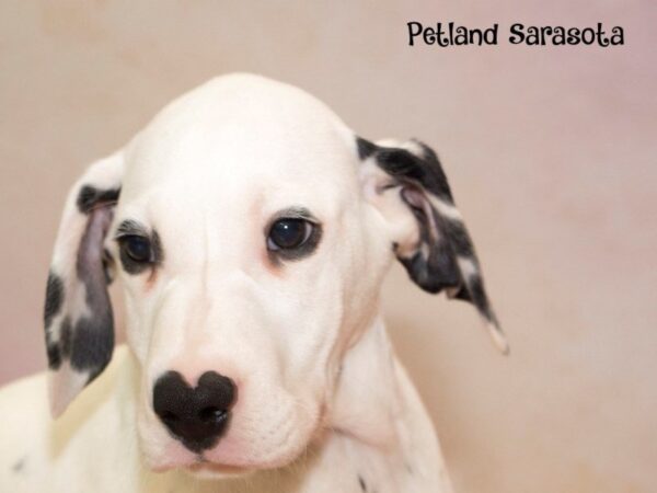 Dalmation — adopted from Dreamtails