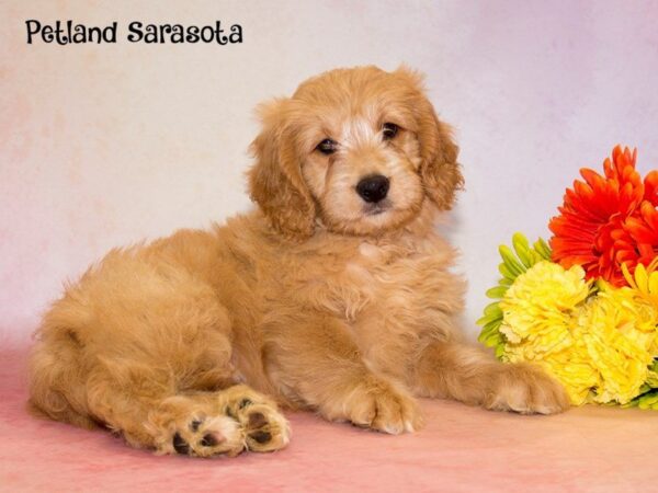 Mini Goldendoodle — adopted from Dreamtails