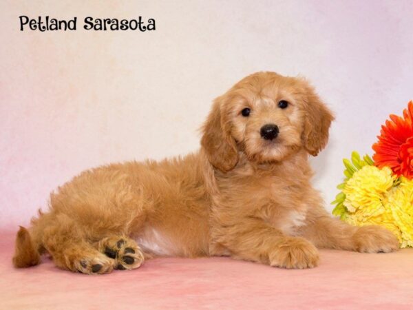 Mini Goldendoodle — adopted from Dreamtails