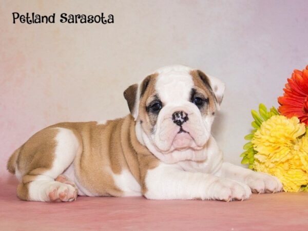 Olde Bulldog — adopted from Dreamtails