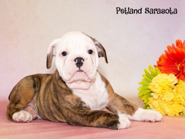 Olde Bulldog — adopted from Dreamtails