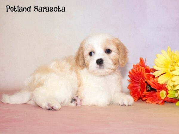 Cavachon — adopted from Dreamtails