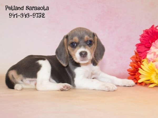 Beagle — adopted from Dreamtails