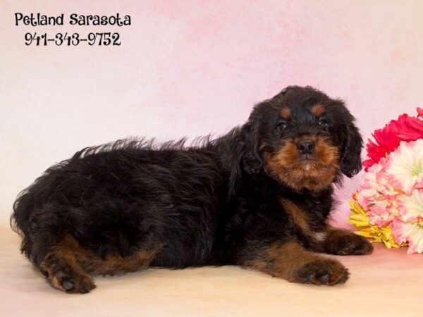 Rottiepoo — adopted from Dreamtails