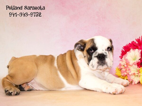 English Bulldog — adopted from Dreamtails