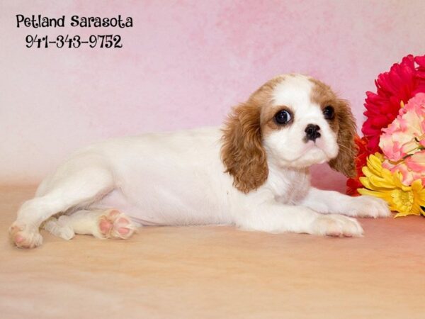 Cavalier King Charles — adopted from Dreamtails