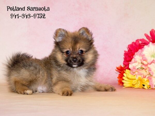 Pomeranian — adopted from Dreamtails