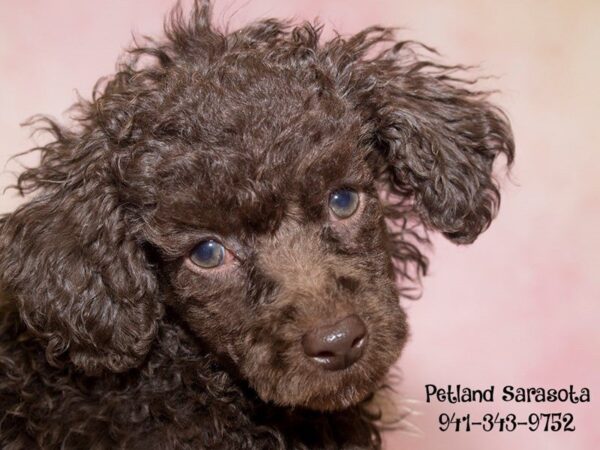 Poodle — adopted from Dreamtails