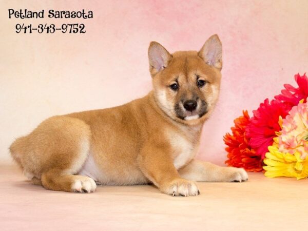 Shiba Inu — adopted from Dreamtails