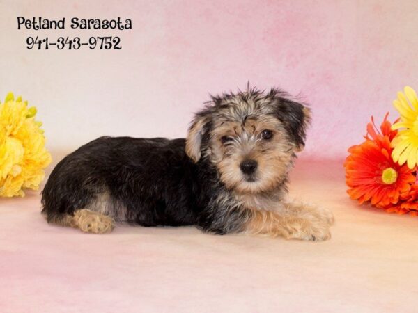 Morkie — adopted from Dreamtails