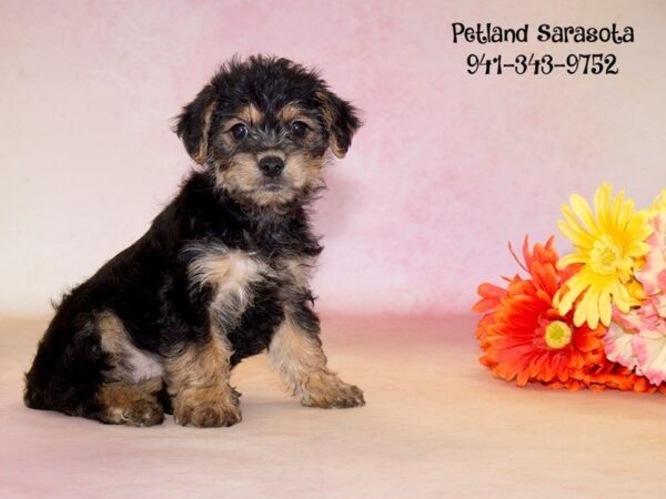 Yorkie-Poo — adopted from Dreamtails