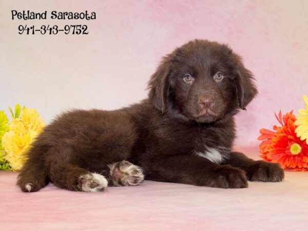 Dream Tails Sarasota Pet Store Dogs and Puppies For Sale