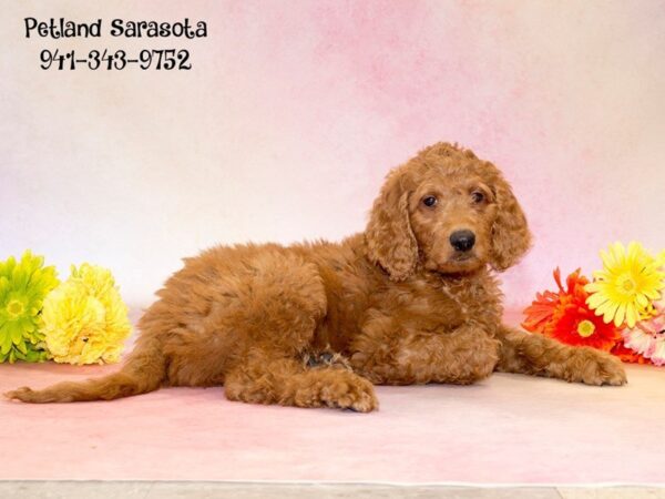 Goldendoodle 2nd Gen — adopted from Dreamtails