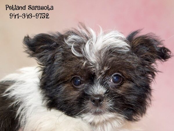 PomShi — adopted from Dreamtails