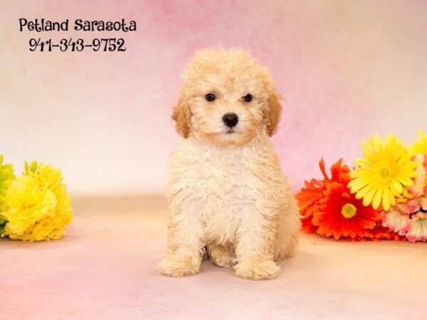 Dream Tails Sarasota Pet Store Dogs and Puppies For Sale