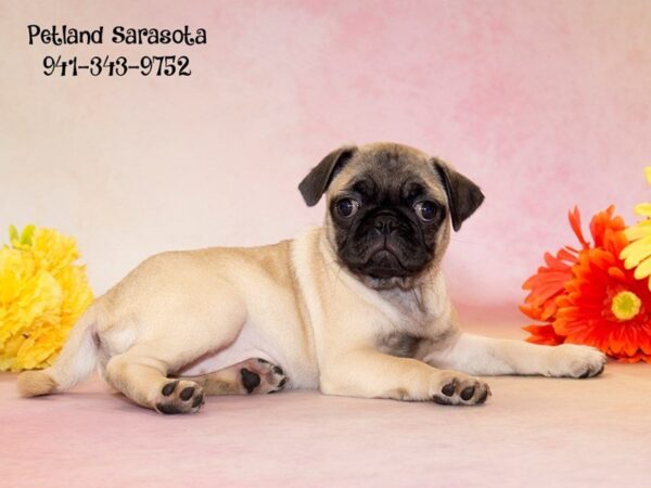 Dream Tails Sarasota Pet Store Dogs and Puppies For Sale